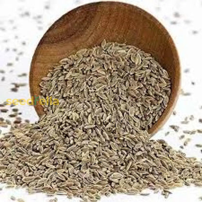 Brown Dill Seeds for Planting - Premium Dill Grain Plant Seeds