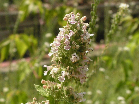 Heirloom Catnip Nepeta Cataria Herb Flower Seeds heirloom non-gmo organic garden seeds