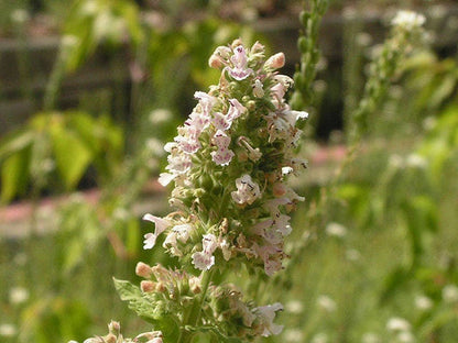 Heirloom Catnip Nepeta Cataria Herb Flower Seeds heirloom non-gmo organic garden seeds