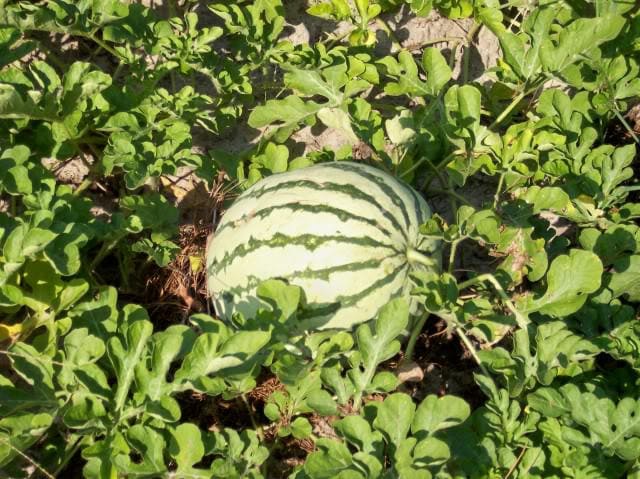 Dixie Queen Watermelon Seeds – White & Red Citrullus Lanatus Melon Fruit Vine