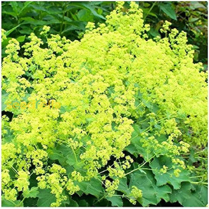 Alchemilla mollis (Lady's Mantle) Seeds for Planting
