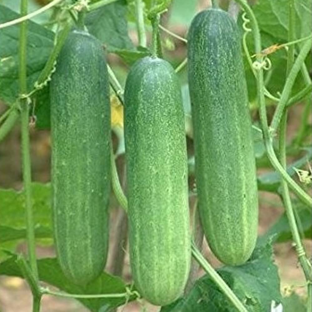 Marketmore 76 Slicing Cucumber (Cucumis Sativus) Fruit Seeds