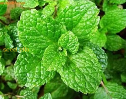 Green Water Mint Seeds for Planting Perennial Water Garden Herb