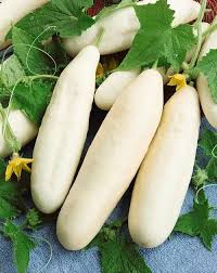 White Wonder Cucumber (Cucumis Sativus) Fruit Seeds