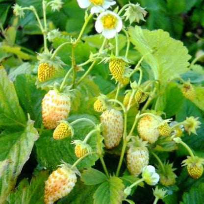 Yellow Wonder Strawberry Everbearing Heirloom (Fragaria vesca) – Yellow Berry Fruit Seeds