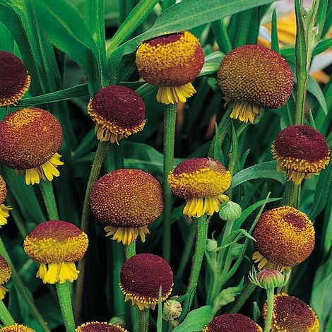 Rosilla Helenium Puberulum "Autumn Lollipop" Sneezeweed Dogtooth Daisy Helen's Flower Yellow & Red Herb Seeds