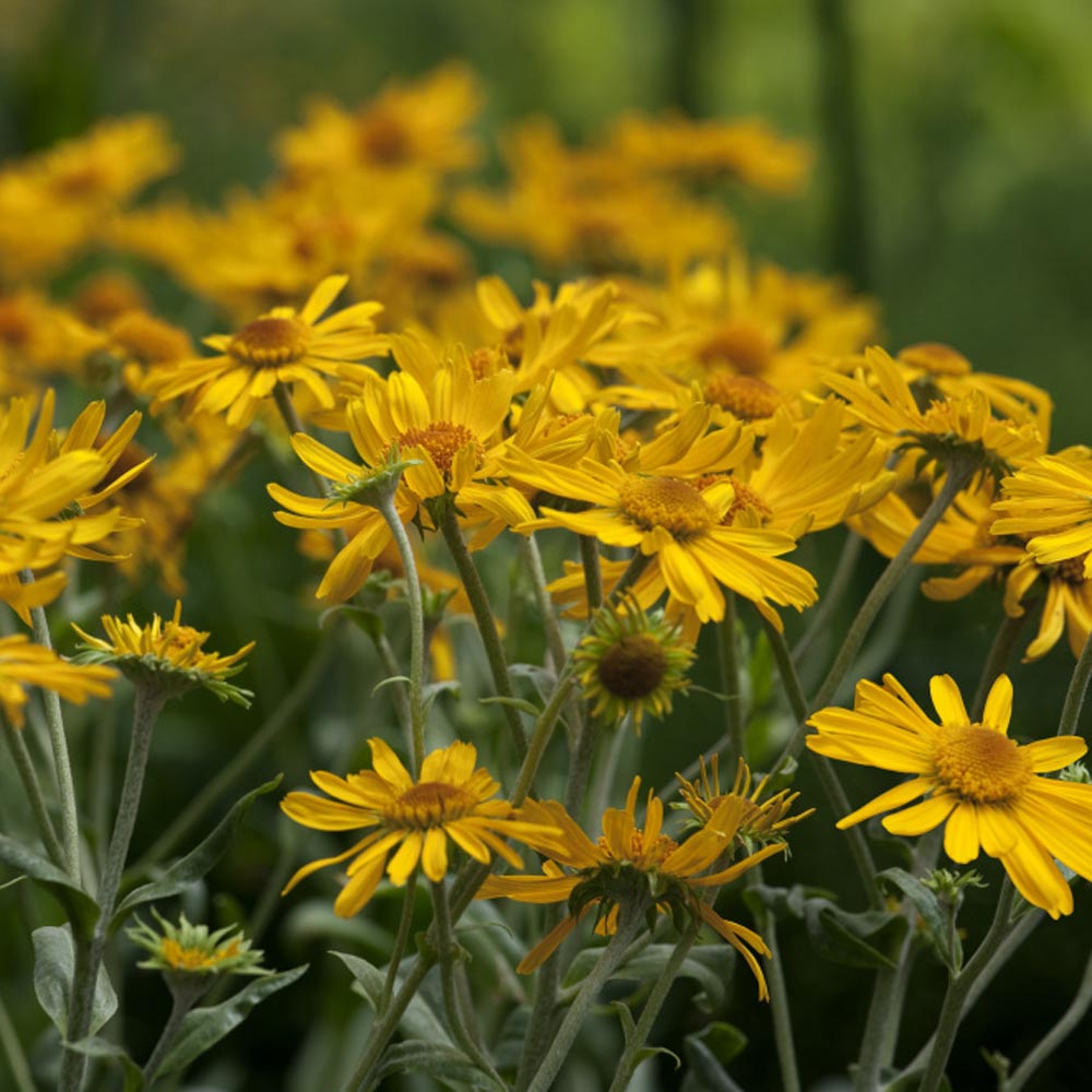 Common Sneezeweed Flower Seeds