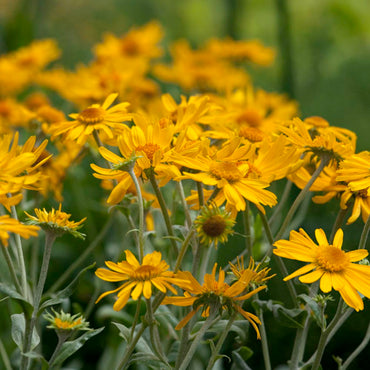 Common Sneezeweed Flower Seeds