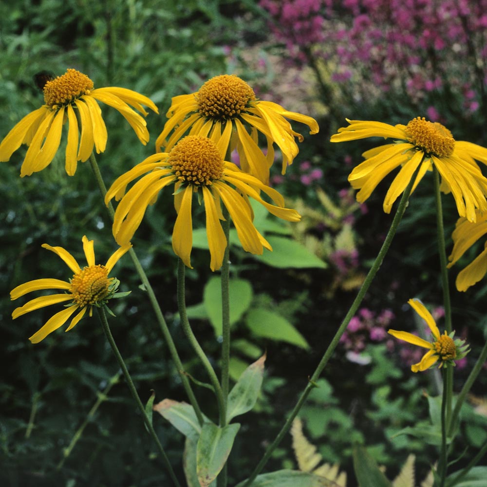 Common Sneezeweed Flower Seeds