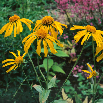 Common Sneezeweed Flower Seeds