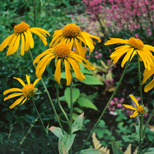 Common Sneezeweed Flower Seeds