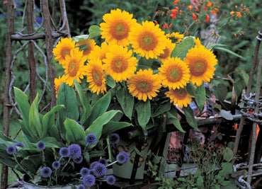 Sunrich Gold Helianthus Annuus Flower Seeds