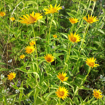 False Sunflower Seeds