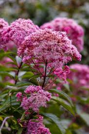 Hemp Agrimony (Eupatorium cannabinum) Raspberries & Cream Flower Seeds