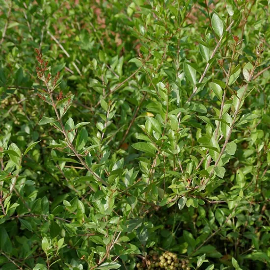 Henna Lawsonia Inermis Seeds heirloom non-gmo organic garden seeds
