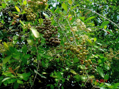 ヘナ（ローソニア・イネルミス）種子