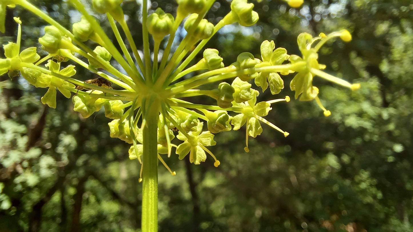 Heracleum Seedlings Growing from Seeds