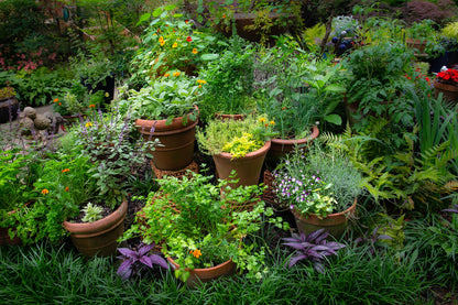 Your Deluxe Herb Garden