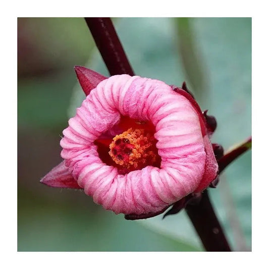Roselle Hibiscus Sabdariffa Flower seeds for Planting - Cut Flower Favorite, Heirloom & GMO Free Seeds for Home Garden
 
 Sale seeds for planting in home garden