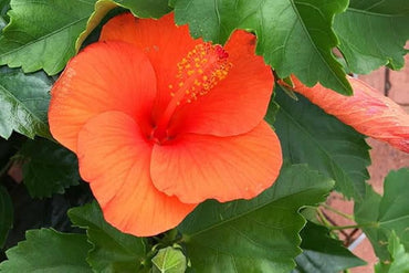 Orange Hibiscus Seeds, Bonsai Seeds, Garden Plants, Annual Herb