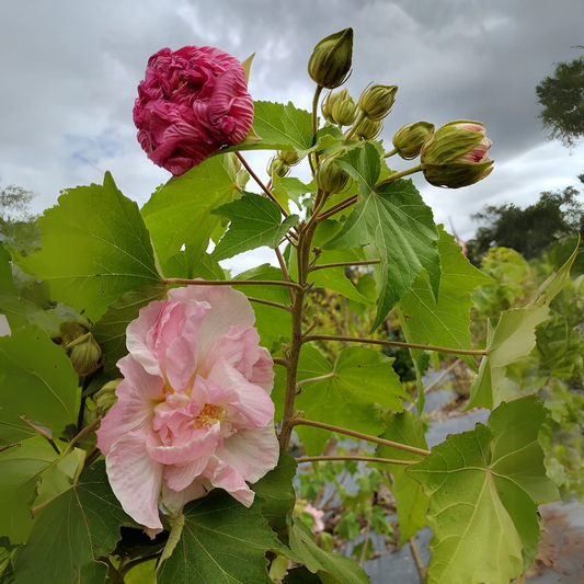 Double Confederate Rose Flower Seeds