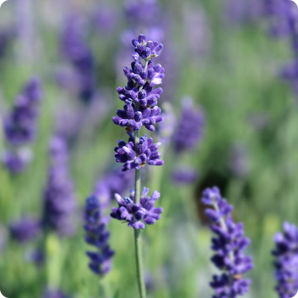 Hidcote Blue Lavender Lavandula Angustifolia Seeds heirloom non-gmo organic garden seeds