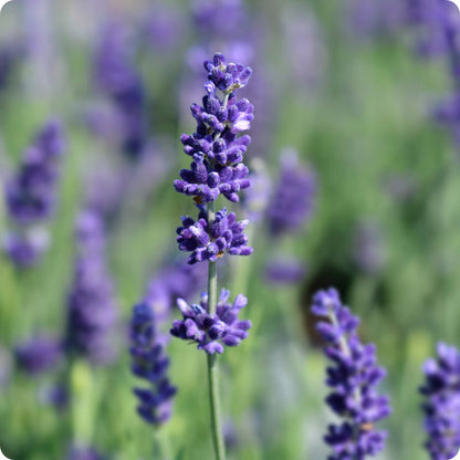 Hidcote Blue Lavender Lavandula Angustifolia Seeds heirloom non-gmo organic garden seeds