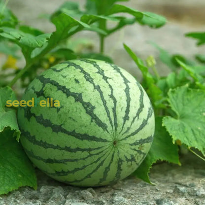 High Quality Watermelon Seeds For Fruit Planting heirloom non-gmo organic garden seeds