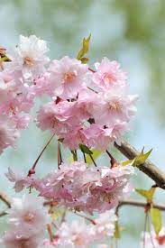 Japanese Mountain Cherry (Prunus serrulata spontanea) Hill Cherry Tree Seeds with Pink & White Flowers and Red Fruit