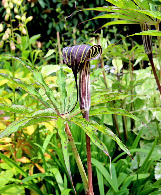 Himalayan Cobra Lily Arisaema Consanguineum Asian Jack In The Pulpit Purple Brown White Striped Flower Seeds heirloom non-gmo organic garden seeds