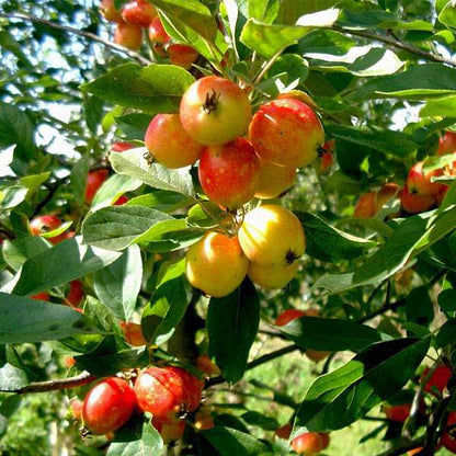 Himalayan Crabapple (Malus baccata) Apple Seeds