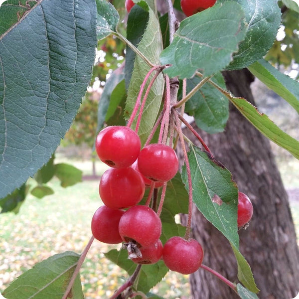 Himalayan Crabapple Malus Baccata Apple Seeds heirloom non-gmo organic garden seeds