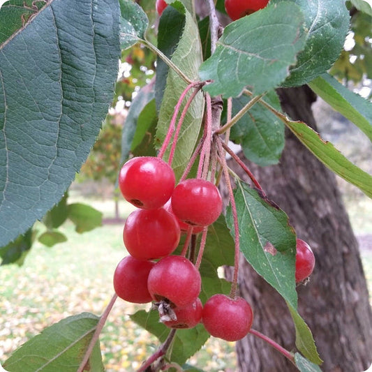 Himalayan Crabapple Malus Baccata Apple Seeds heirloom non-gmo organic garden seeds