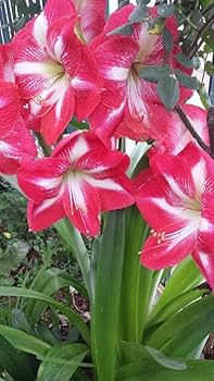 Hippeastrum Amaryllis Flowers Growing in Garden Bed