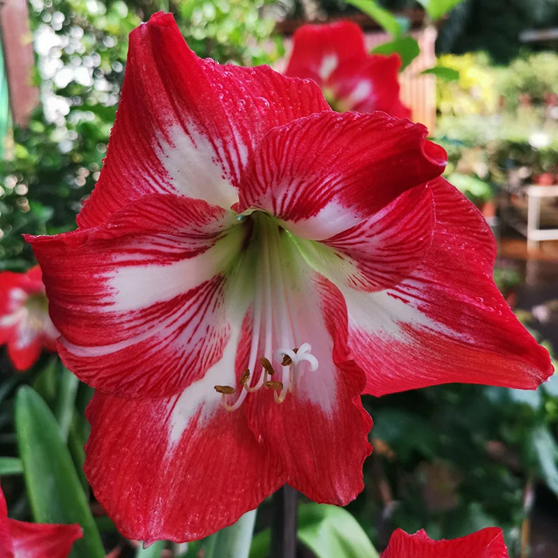 Hippeastrum Rutilum Red Flower Seeds for Vibrant Garden Planting