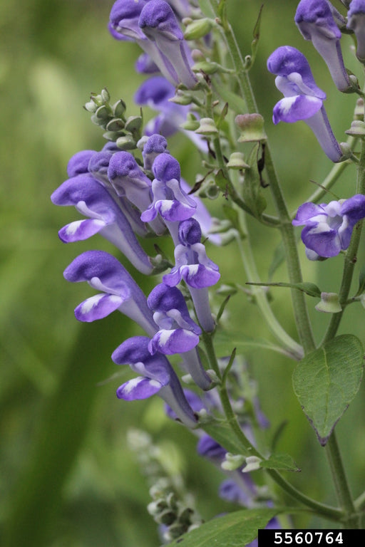 Hoary/Downy Skullcap (Scutellaria incana)