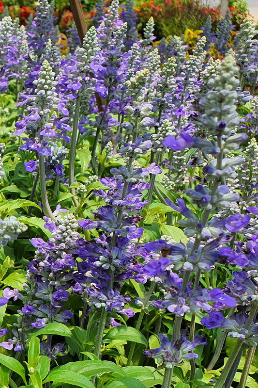 Hoary Downy Skullcap Scutellaria Incana heirloom non-gmo organic garden seeds