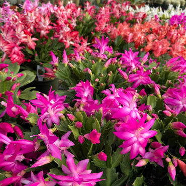 Christmas Cactus Flower Seeds
