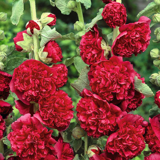 Double Red Hollyhock Flower Seeds