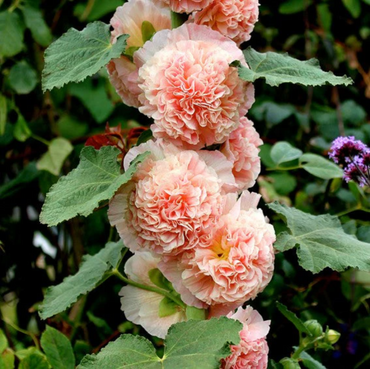 Peach Hollyhock Flower Seeds