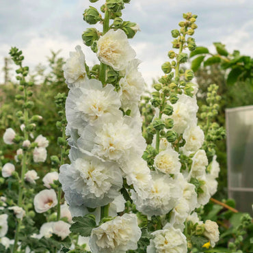 Double White Hollyhock Flower Seeds