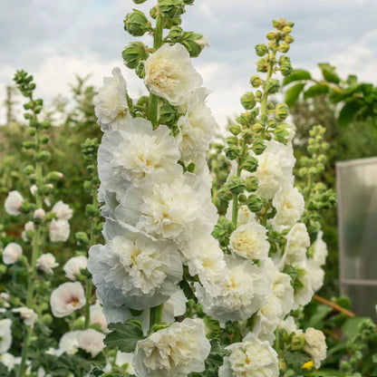 Double White Hollyhock Flower Seeds