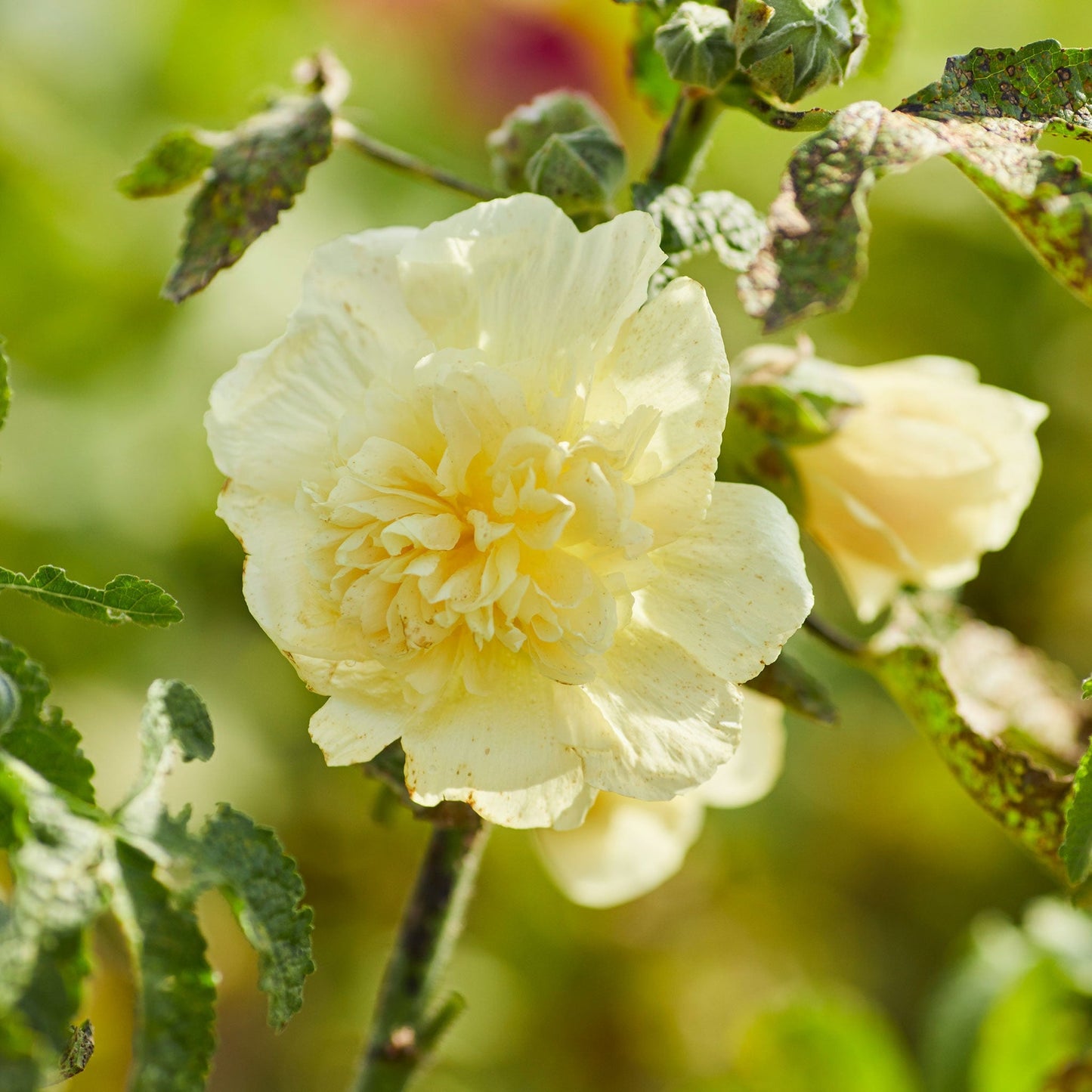 Yellow Hollyhock Flower Seeds