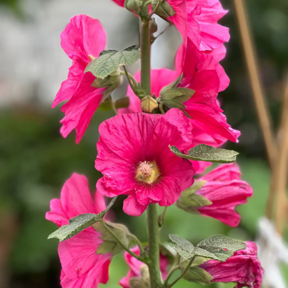 Pink Hollyhock Flower Seeds