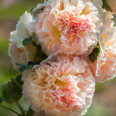 Pink-Orange Hollyhock Flower Seeds