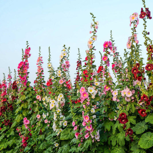 Mixed Colors Alcea Rosea Flower Seeds