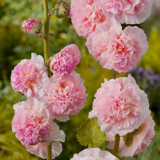 Bride's Bouquet Double Hollyhock Flower Seeds
