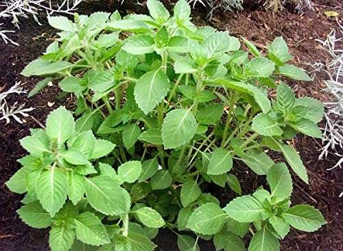 Ocimum Sanctum Holy Basil Herb Seeds