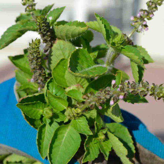 Holy Basil Ocimum Sanctum Seeds heirloom non-gmo organic garden seeds