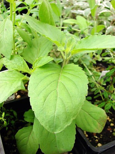 Ocimum Sanctum Holy Basil Herb Seeds heirloom non-gmo organic garden seeds